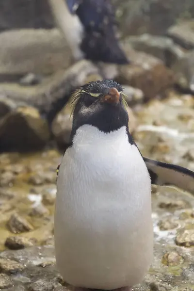 Ένα Κοντινό Πλάνο Ενός Χαριτωμένου Πιγκουίνου — Φωτογραφία Αρχείου