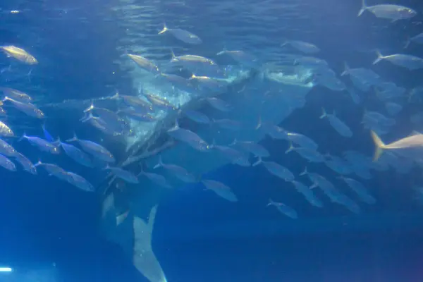 shark hunting on fish in the blue ocean