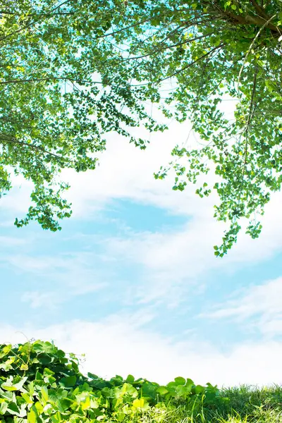 白い雲 緑の木の枝が付いている青空 — ストック写真
