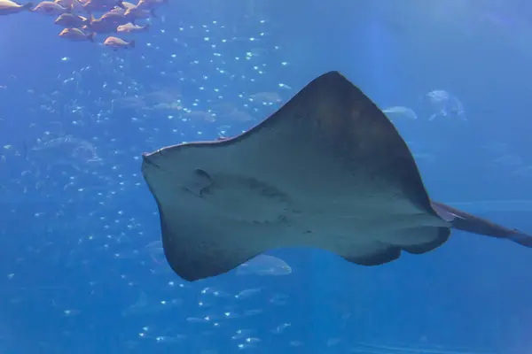 a large beautiful ray fish with a large tail