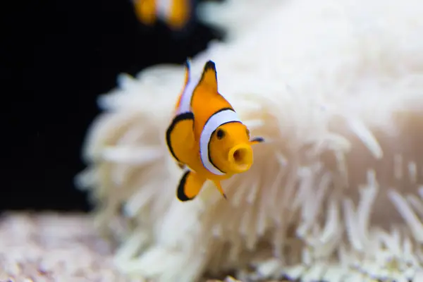 Close View Anemone Fish Aquarium — Stock Photo, Image