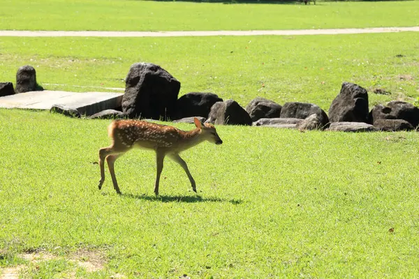 公园里的鹿儿 — 图库照片