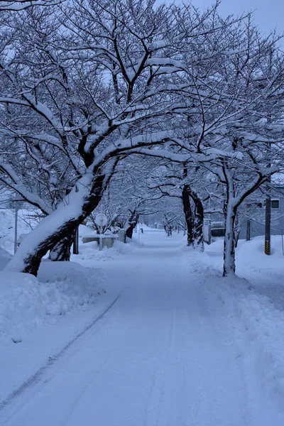 Pokryte Śniegiem Drzewa Parku — Zdjęcie stockowe