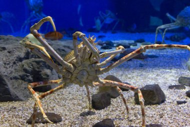 Denizin kara yüzeyinde büyük kırmızı bir yengeç