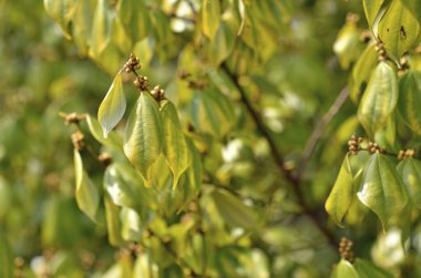 Baharda söğüt ağacının genç yaprakları