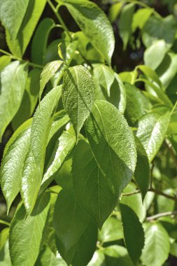 yeşil yapraklar, bitkiler ve yapraklar