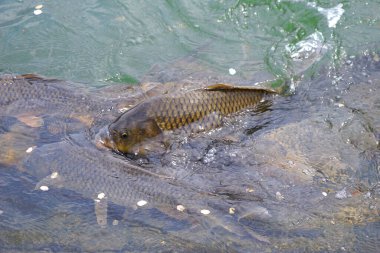 Kayalık nehir yüzeyi yakınlarında yüzen büyük sazan balığı.