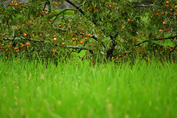 花园里一棵树上的绿色苹果 — 图库照片