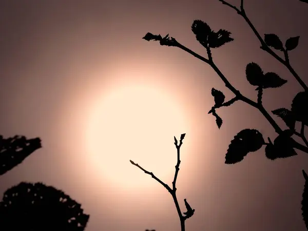silhouette of tree branches against sun