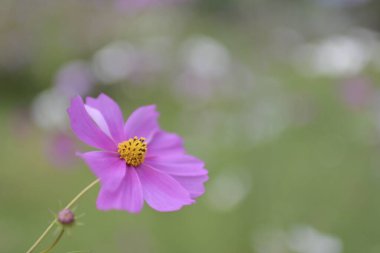 Bahçedeki güzel kozmos çiçeklerinin yakın plan görüntüsü     