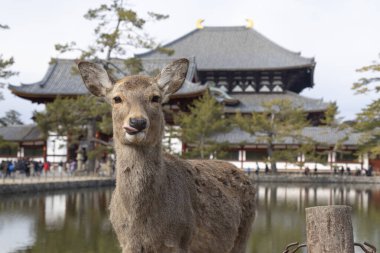 Sevimli geyik Nara Parkı, Japonya