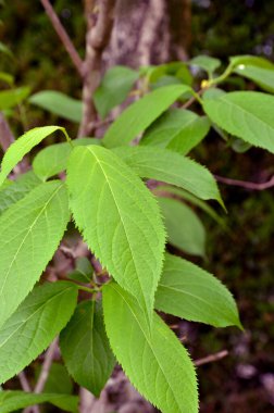 Orman genç yeşil yaprakları.