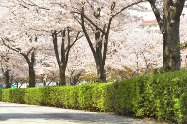 Tokyo 'da kiraz çiçeği, Japonya