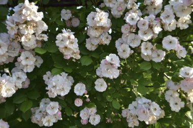 güzel çiçek arkaplan görüntüsü 
