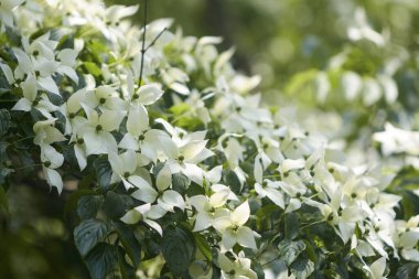 Yakın çekim - güzel beyaz çiçekler