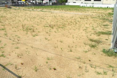 Açık havada kuru kumlar arasında yetişen seyrek yeşil otlar.