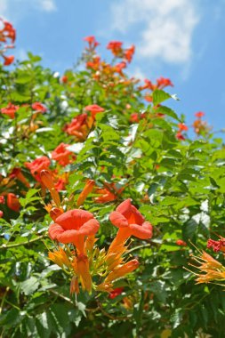 Bahçedeki kırmızı ve sarı amber çiçekleri
