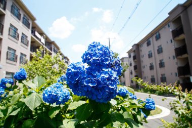 güzel çiçek arkaplan görüntüsü 