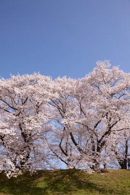 Beyaz sakura çiçekleri açıyor. 