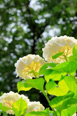 güzel çiçek arkaplan görüntüsü 