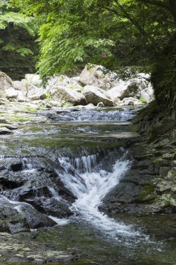 Yeşil ormandaki küçük nehrin manzarası 