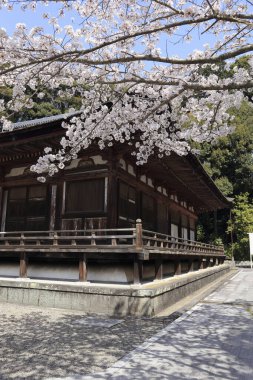 Japonya 'da kiraz çiçekleri