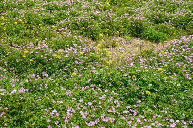 Çiçek ve çimen tarlası