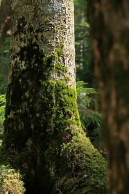 Ormanda yosun kaplı bir ağaç. 