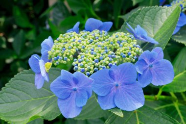 Bahçedeki güzel çiçekler