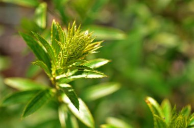 Bahçedeki yeşil bitki, kapat.