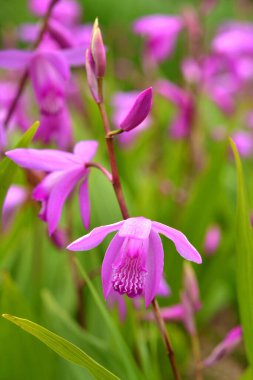 Bahçede mor çiçekler