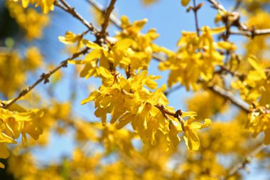 Bahçedeki güzel sarı çiçekler