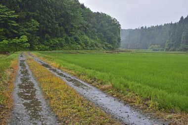Islak toprak yol yemyeşil pirinç tarlaları boyunca uzanır.