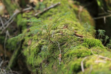 Güzel botanik yosunları.