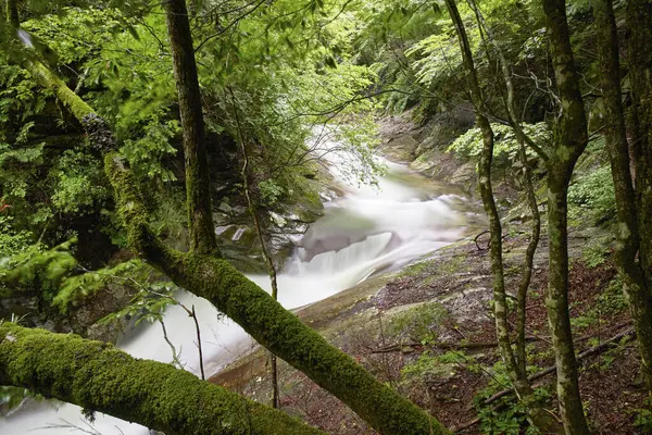 Dağ nehri ve yeşil ormanın güzel doğal manzarası      