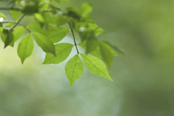 Зелене Листя Фон Природа — стокове фото