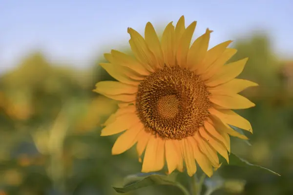 Zonnebloemenveld Zomer Mooie Bloeiende Zonnebloemen — Stockfoto