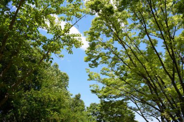 Parktaki yeşil yaprakların ve ağaçların güzel manzarası      