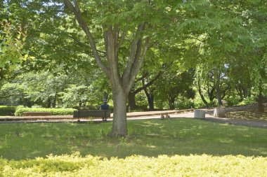 Yazın yeşil ağaçlı güzel şehir parkı manzarası 