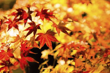 Japonya 'da sonbahar sarı yaprakları