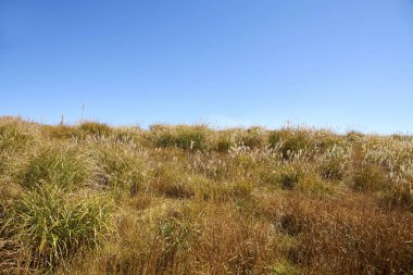 Çimen tarlası ve mavi gökyüzü 
