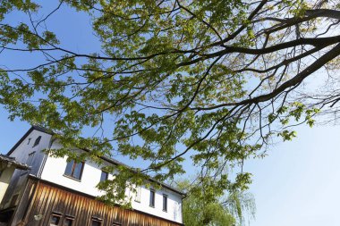 Yeşil ağaç dalları ve mavi gökyüzüne karşı eski bir ev. Japonya