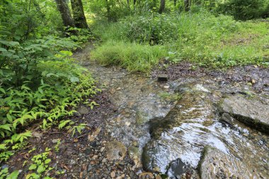 Yaz ormanlarında yosun ve taşlarla dolu bir dere. 