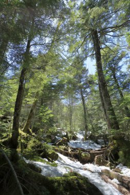 Karlı ve ağaçlı bir orman. 