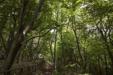 Yeşil ağaçları ve ormanı olan güzel bir manzara.             