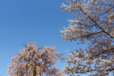 Japonya 'da kiraz çiçeği