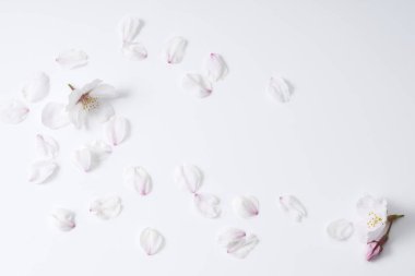 Beyaz arka planda beyaz bahar çiçekleri. Üst görünüm, düz görünüm, kopyalama alanı.