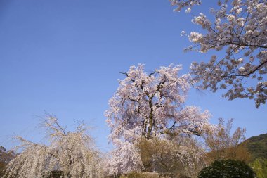 Bahçedeki güzel pembe sakura çiçekleri