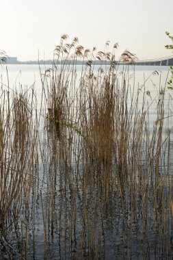 Büyüyen bitkilerle dolu göl