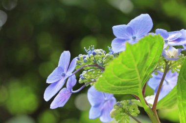 güzel çiçek arkaplan görüntüsü 